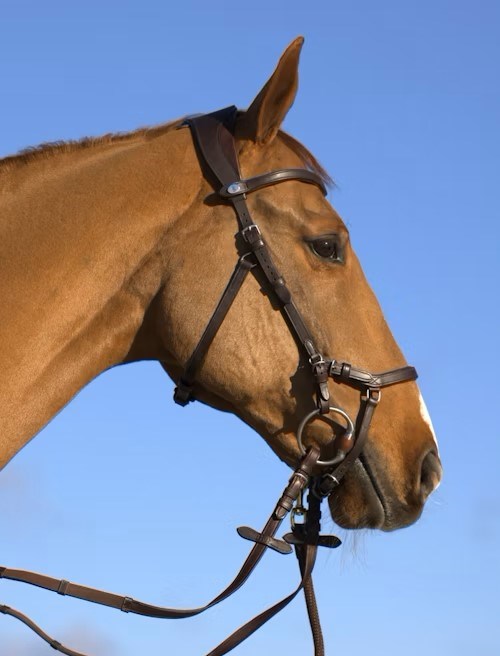 PSOS King Edward Bridle