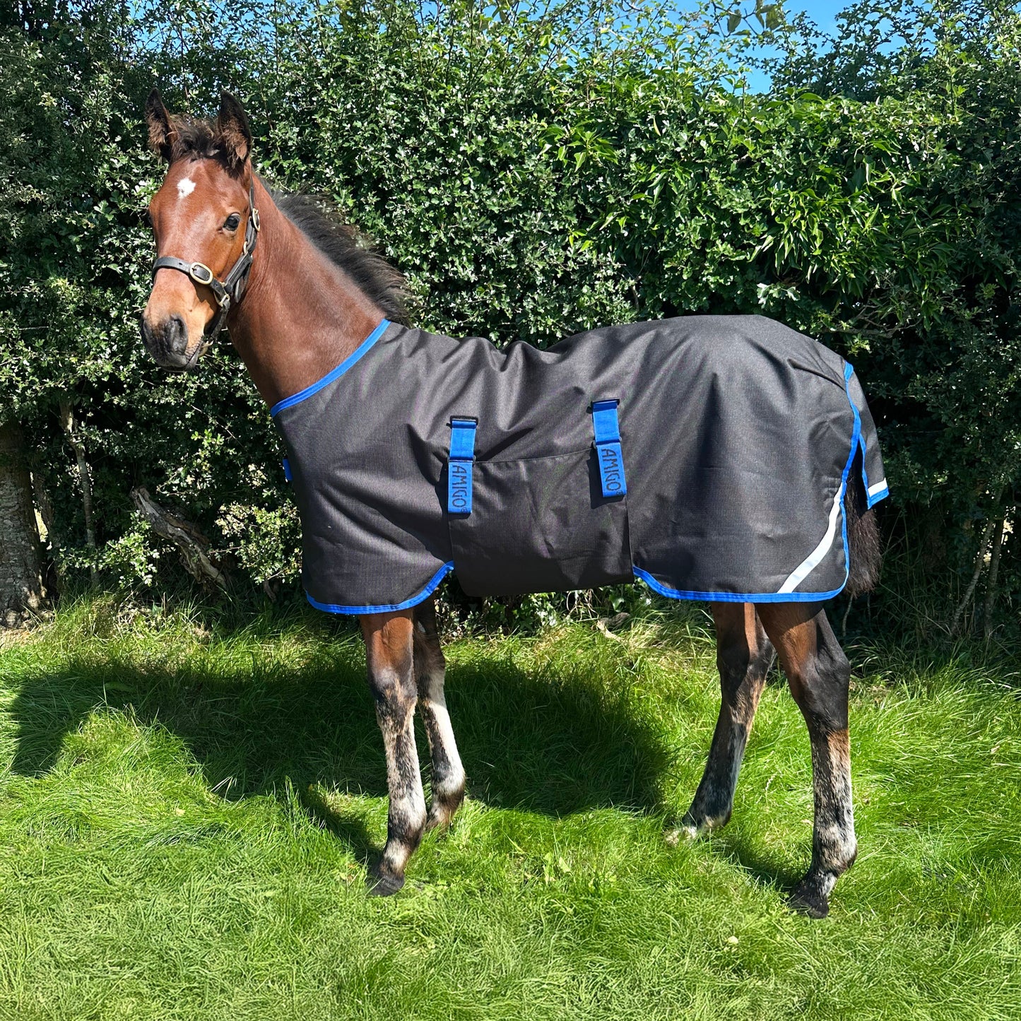 Amigo Ripstop 900D Foal Turnout 50g, Black