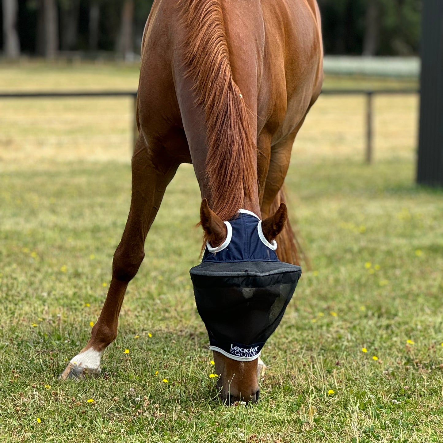 LE Outback Fly Mask
