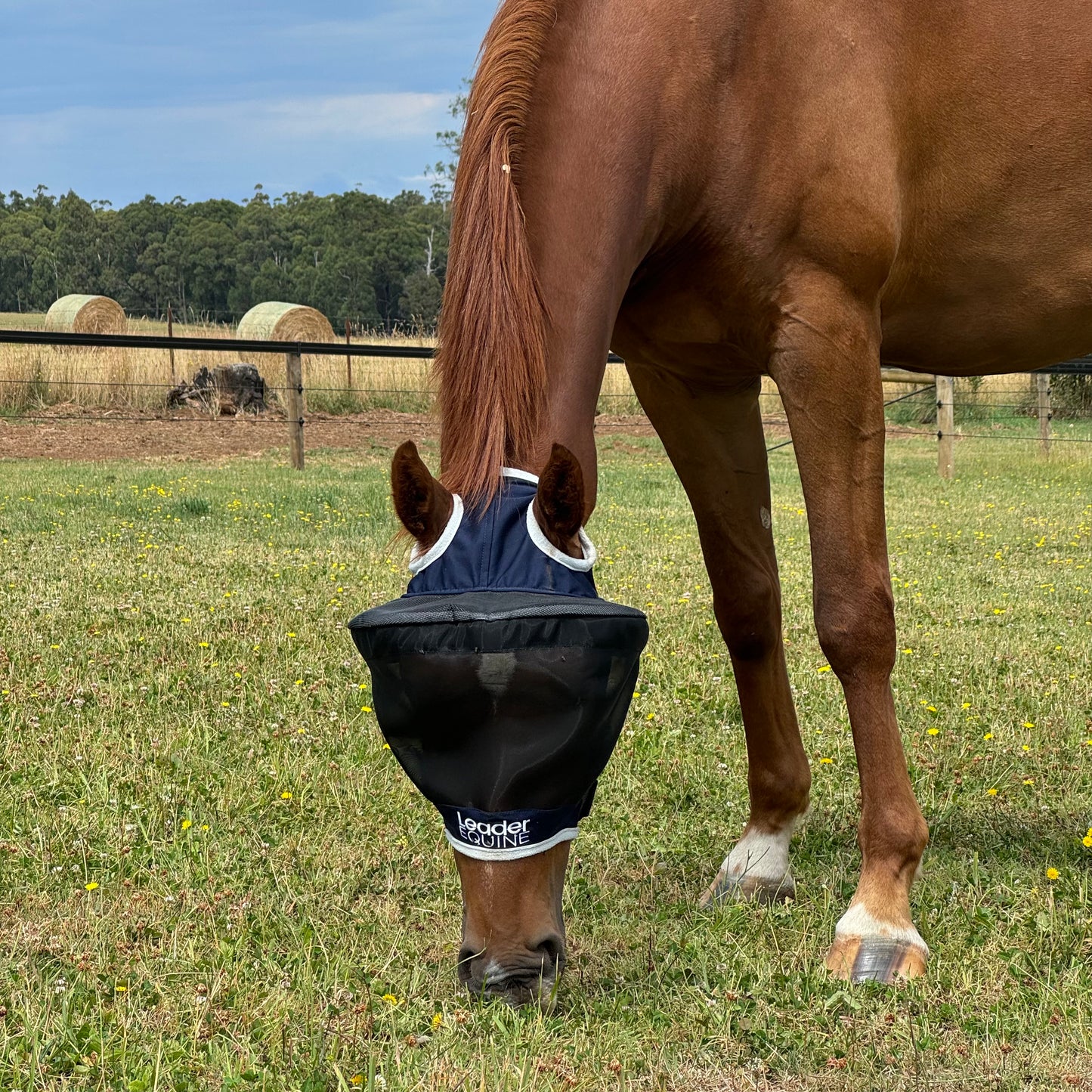 LE Outback Fly Mask