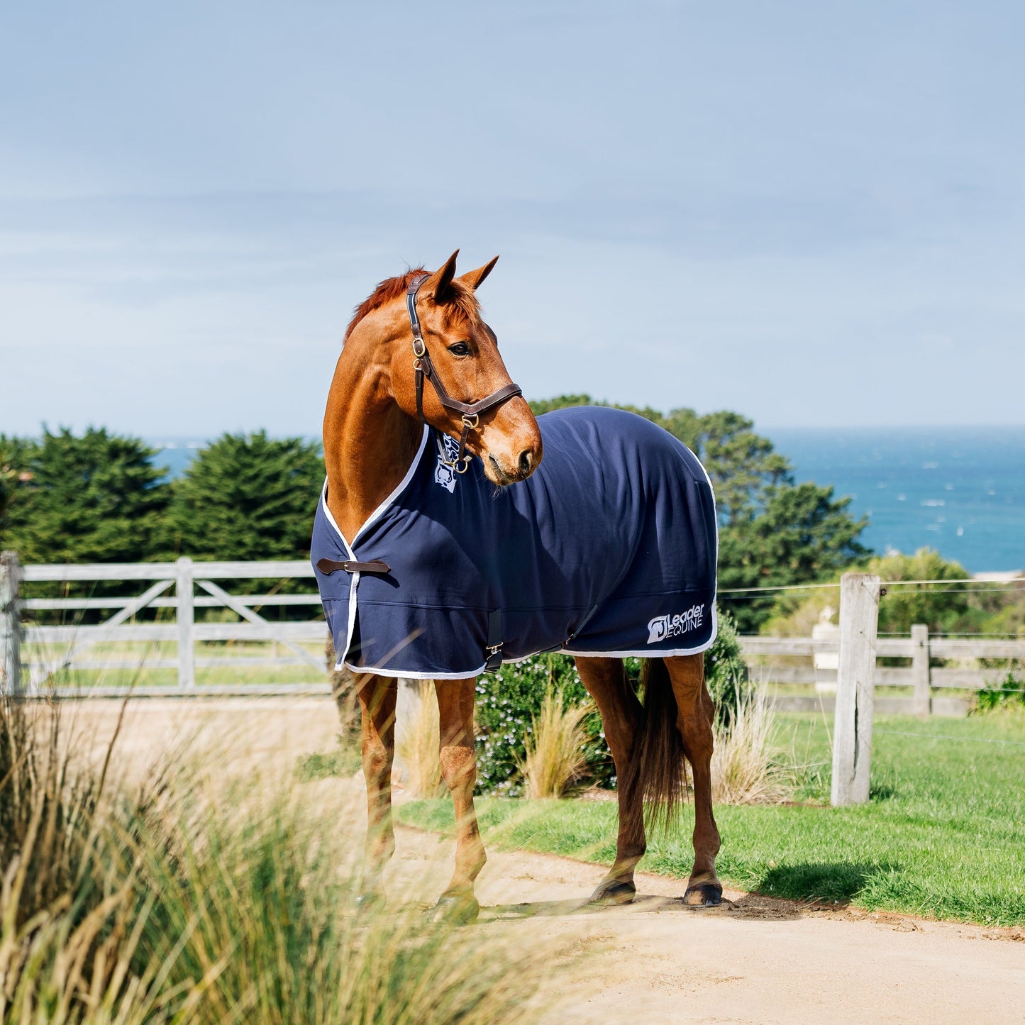 LE Champion Cooler Rug