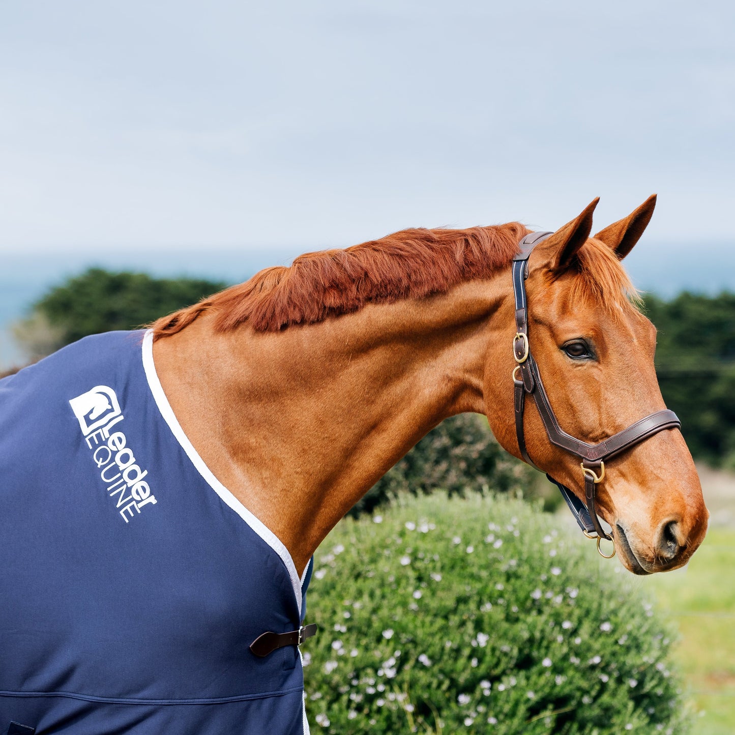 LE Champion Cooler Rug
