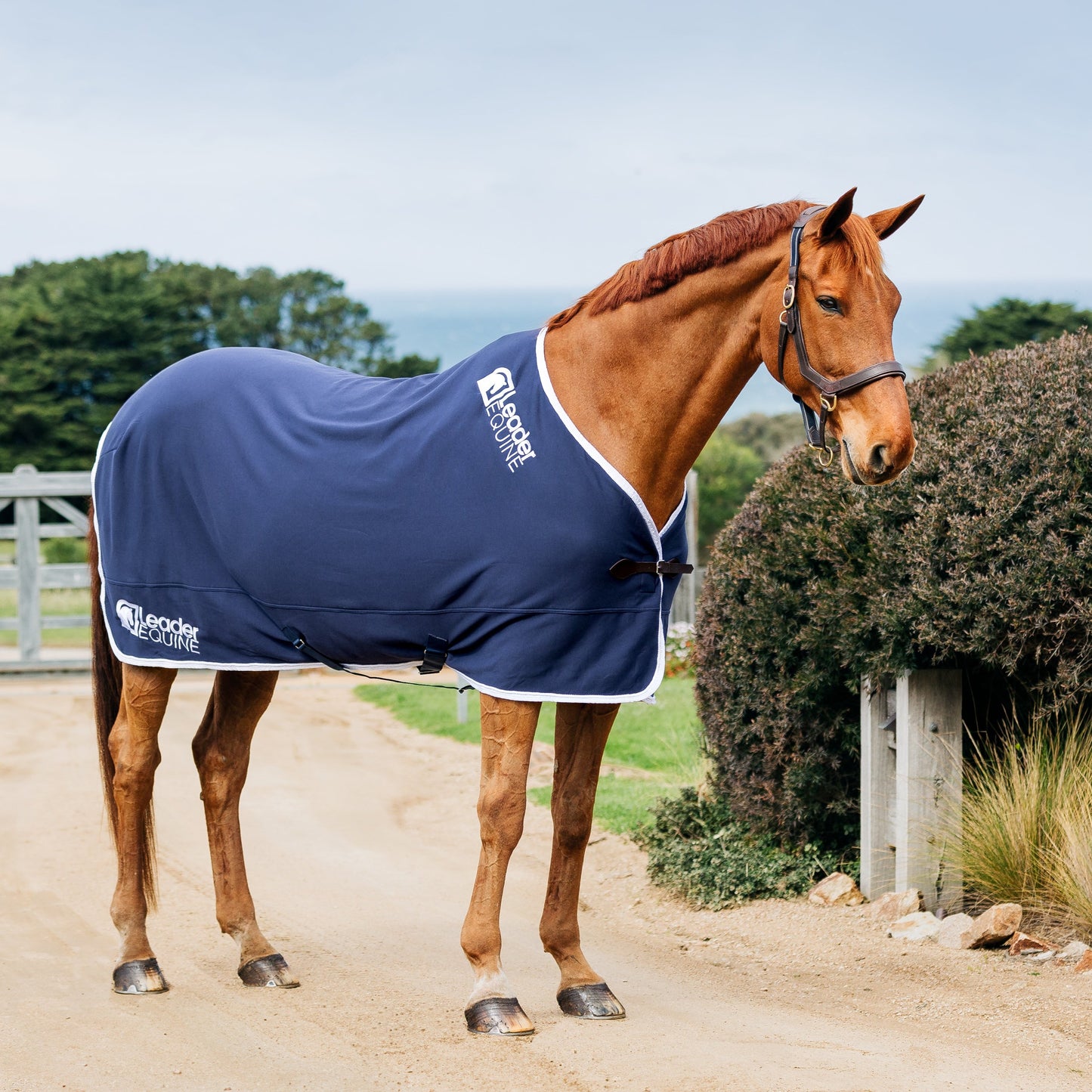 LE Champion Cooler Rug