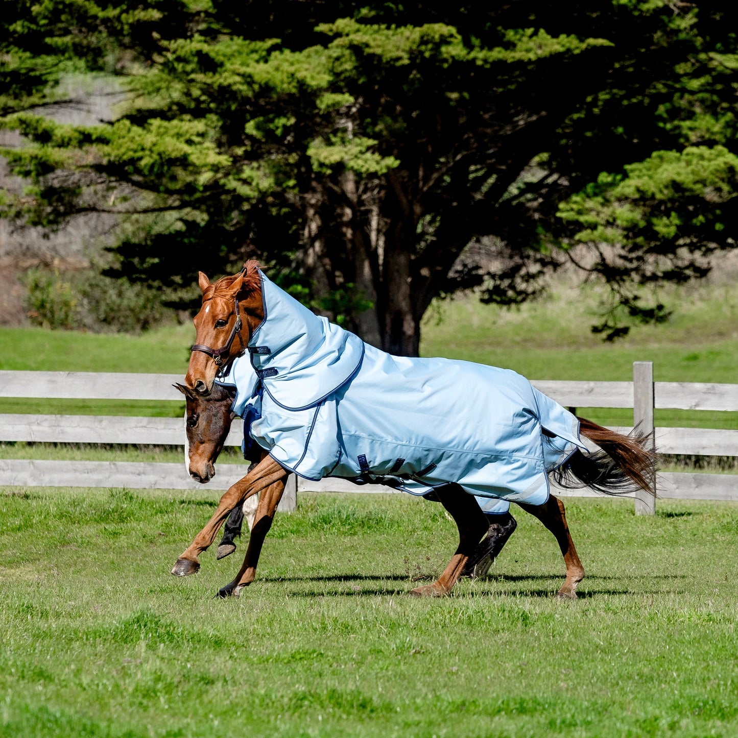LE Boxter Turnout 0g