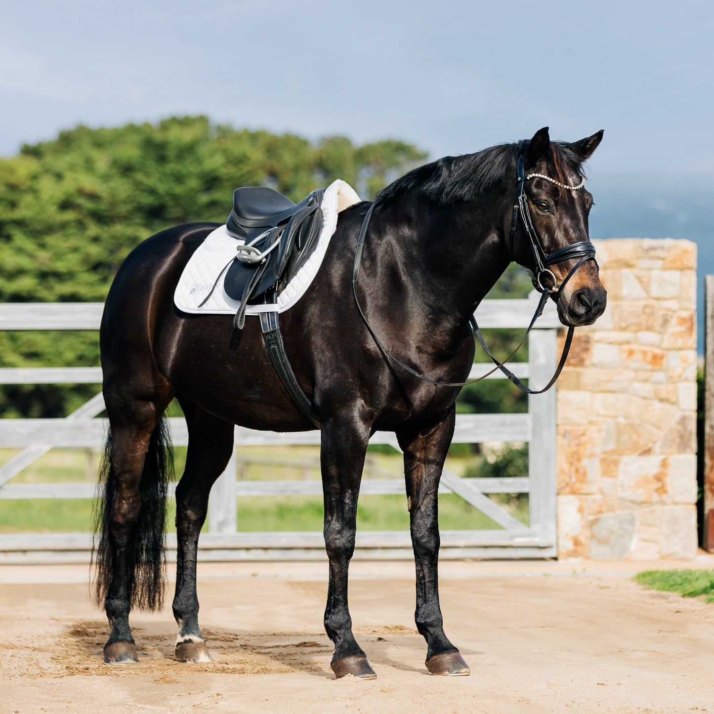 LE Performance Jump Saddle Pad with Shims