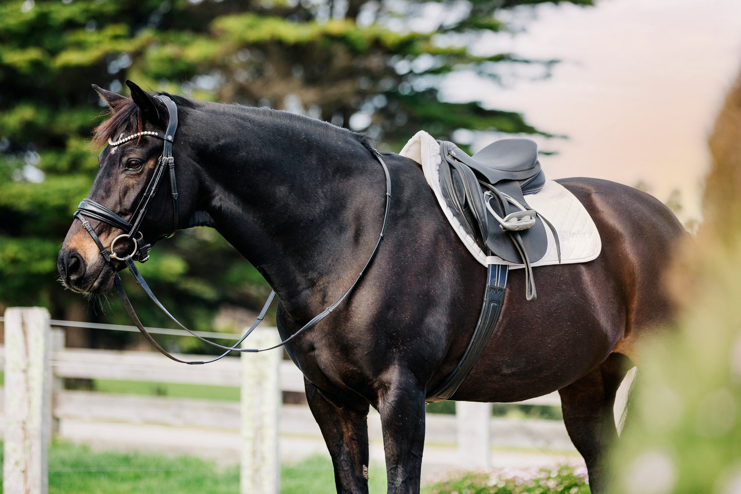 LE Performance Jump Saddle Pad with Shims