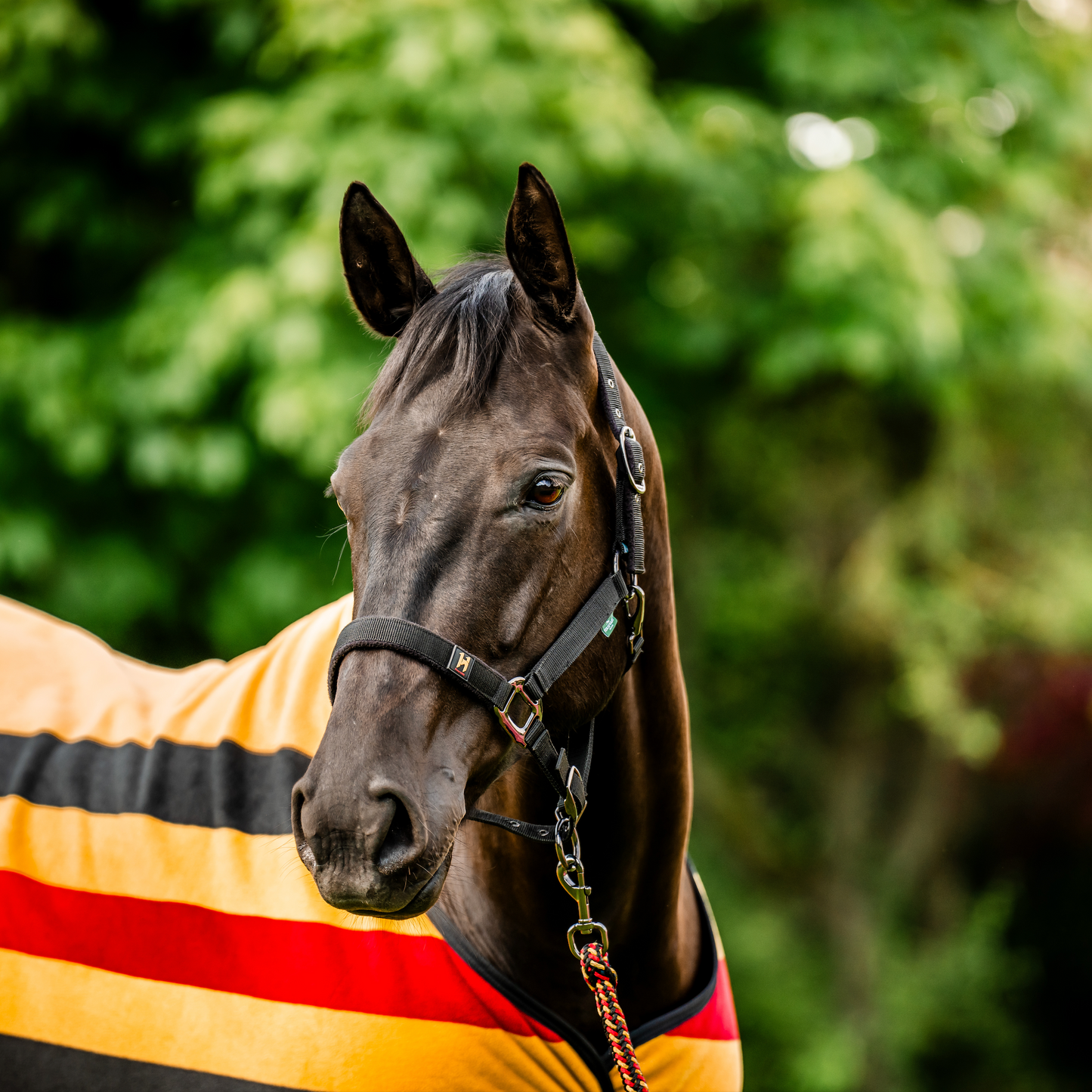 Horseware Newmarket Headcollar & Leadrope