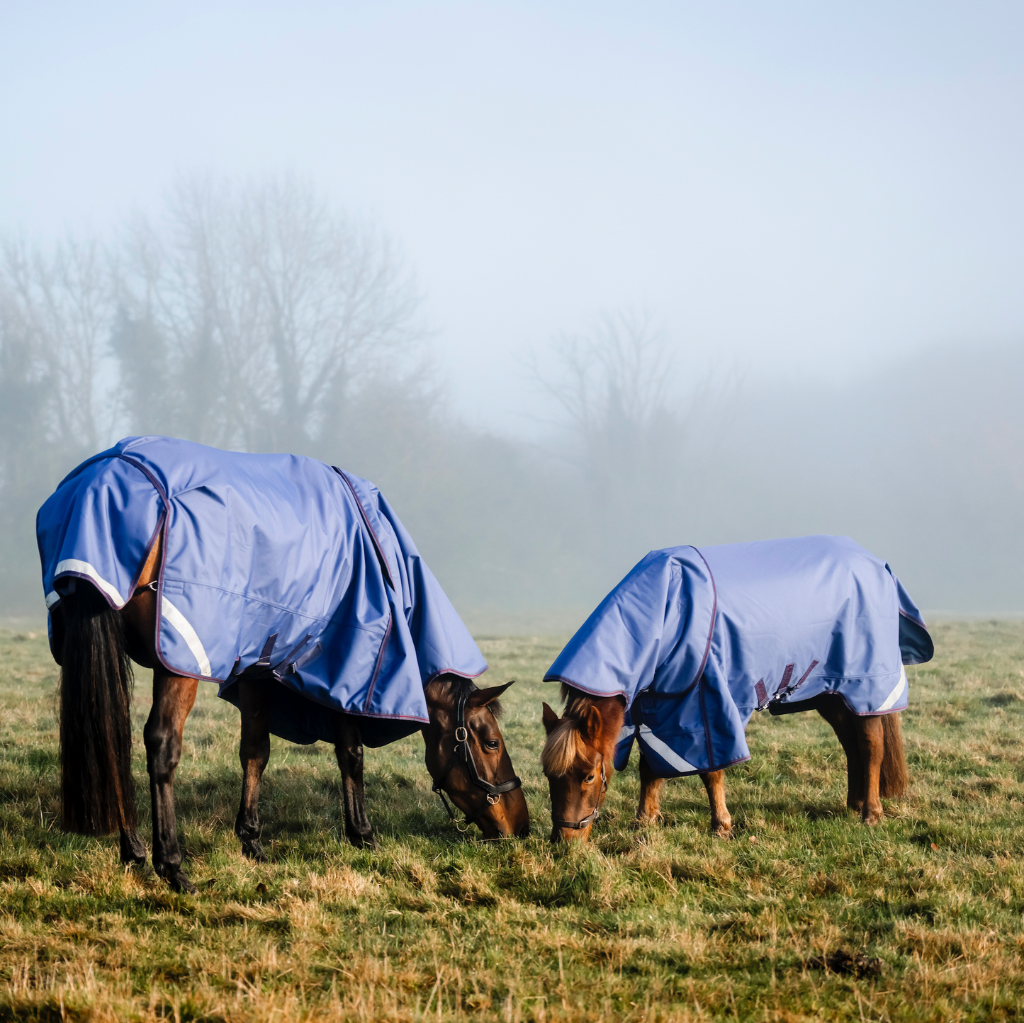 LE Boxter Turnout 100g