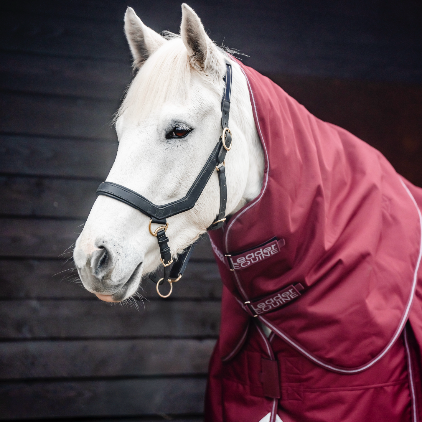 LE Boxter Stable Rug 100g