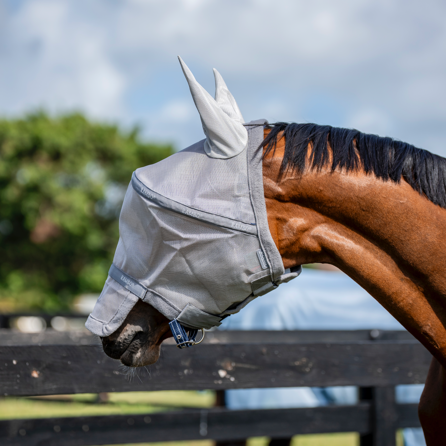 Rambo Flymask