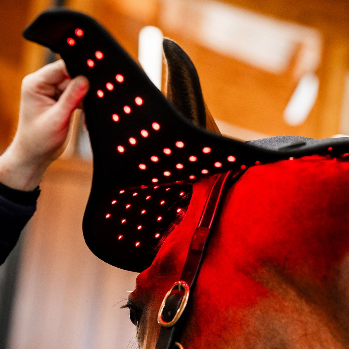 Horseware LED Red Light Therapy Poll Cap