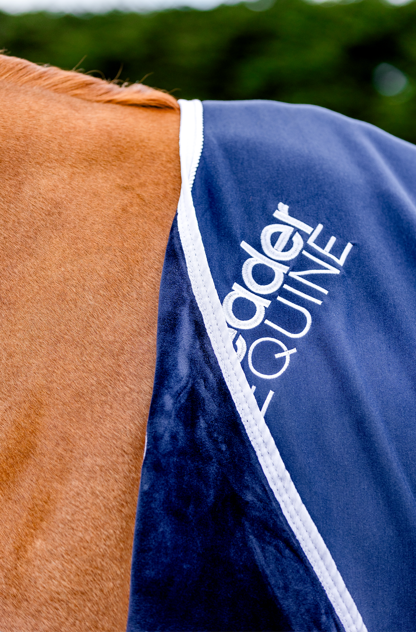 LE Champion Cooler Rug