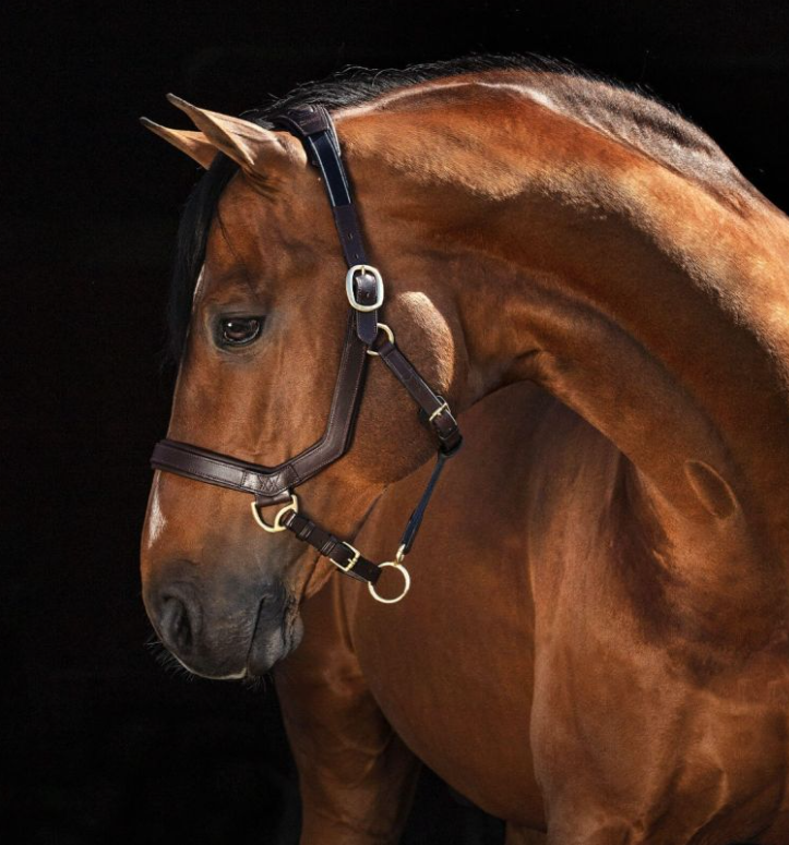 Rambo Micklem Headcollar