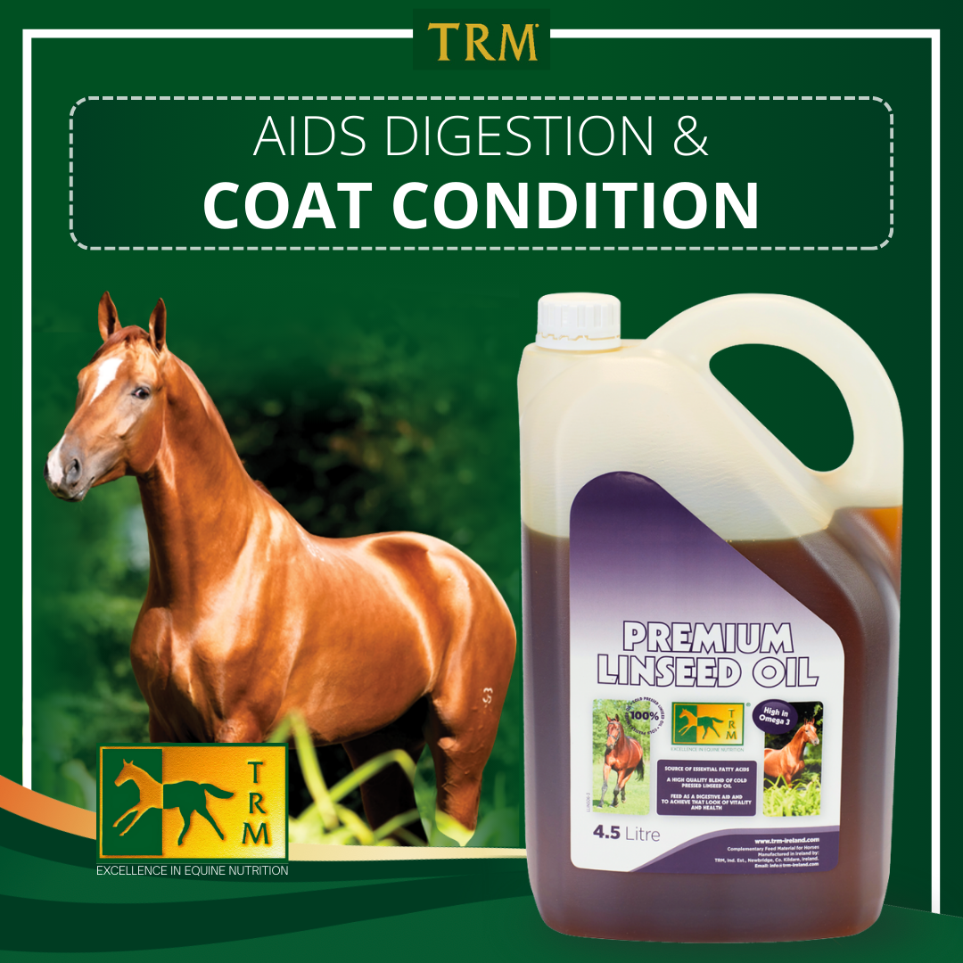 Premium Linseed Oil - Cold-Pressed