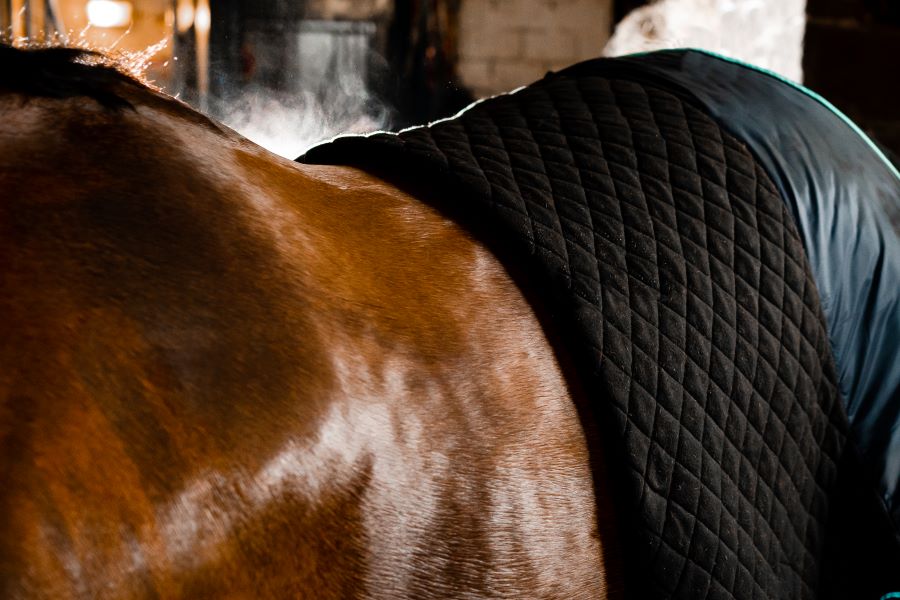 Horseware Autumn Cooler