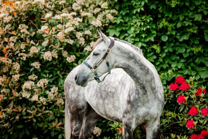 Horseware Signature Braided Headcollar, Blue Haze