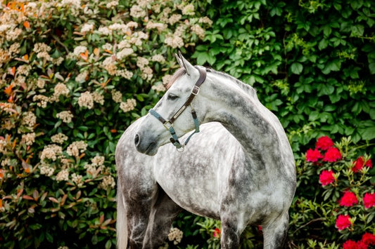 Horseware Signature Braided Headcollar, Blue Haze