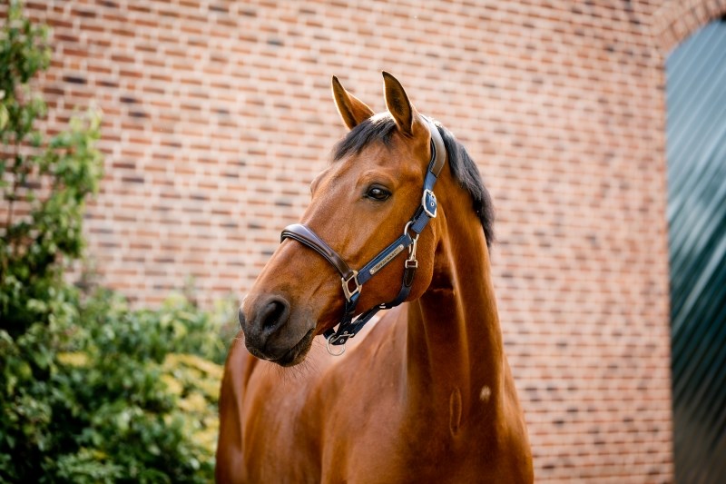 Horseware Signature Competition Headcollar, Navy