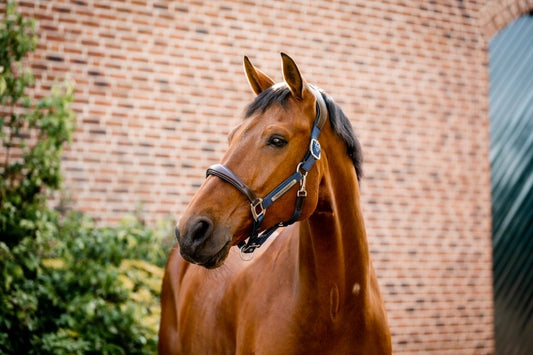Horseware Signature Competition Headcollar, Navy