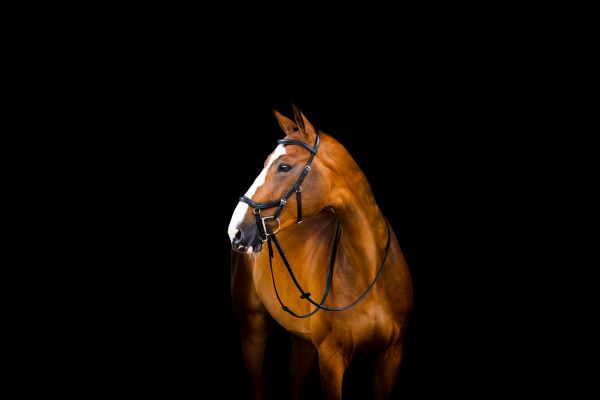 HW Micklem 2 Deluxe Comp Bridle