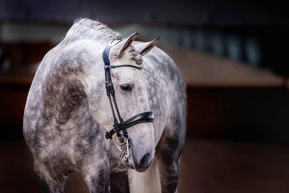 PSOS Double Bridle Passage Non Lacquered