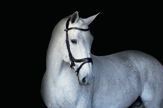 PSOS Jump Off Noseband