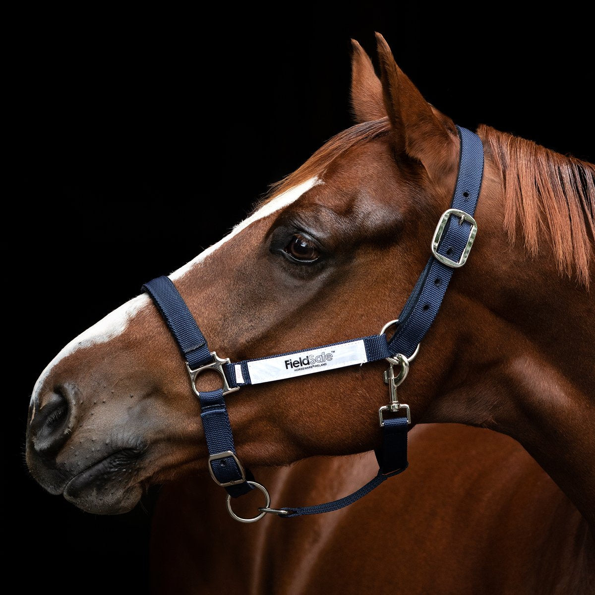 Field Safe Headcollar Navy