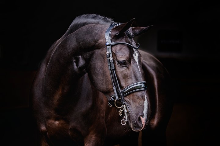 PSOS Double Bridle Passage Lacquered