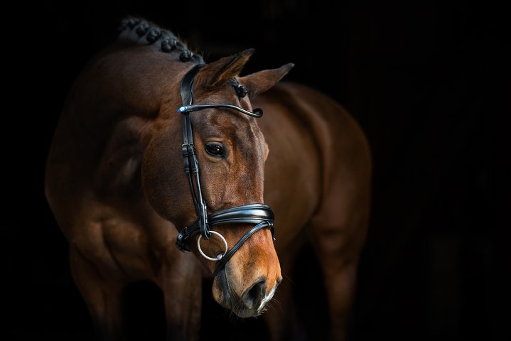 PSOS Bridle GP