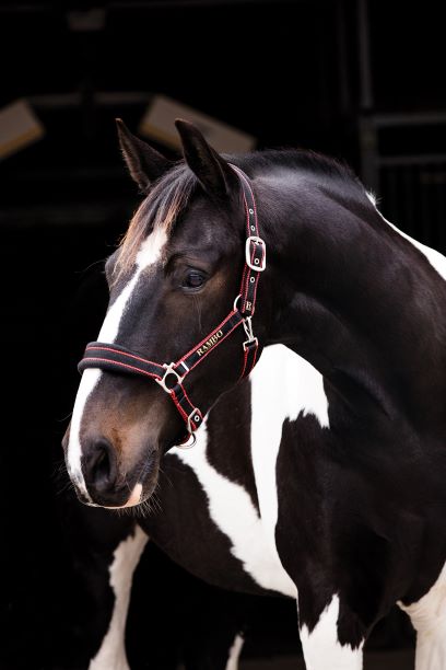 Rambo Padded Headcollar