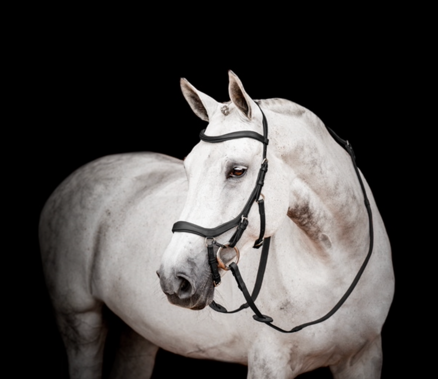 HW Micklem 2 Competition Bridle