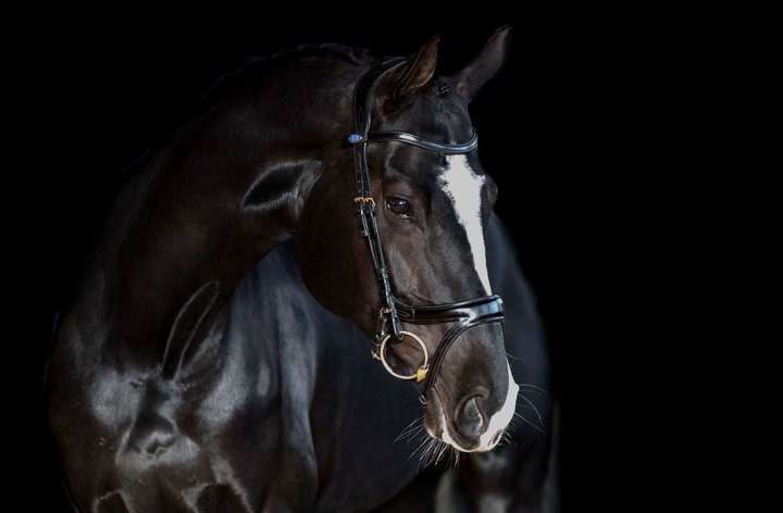 PSOS Bridle Jump Off