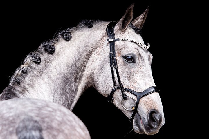 PSOS Bridle, Pioneer