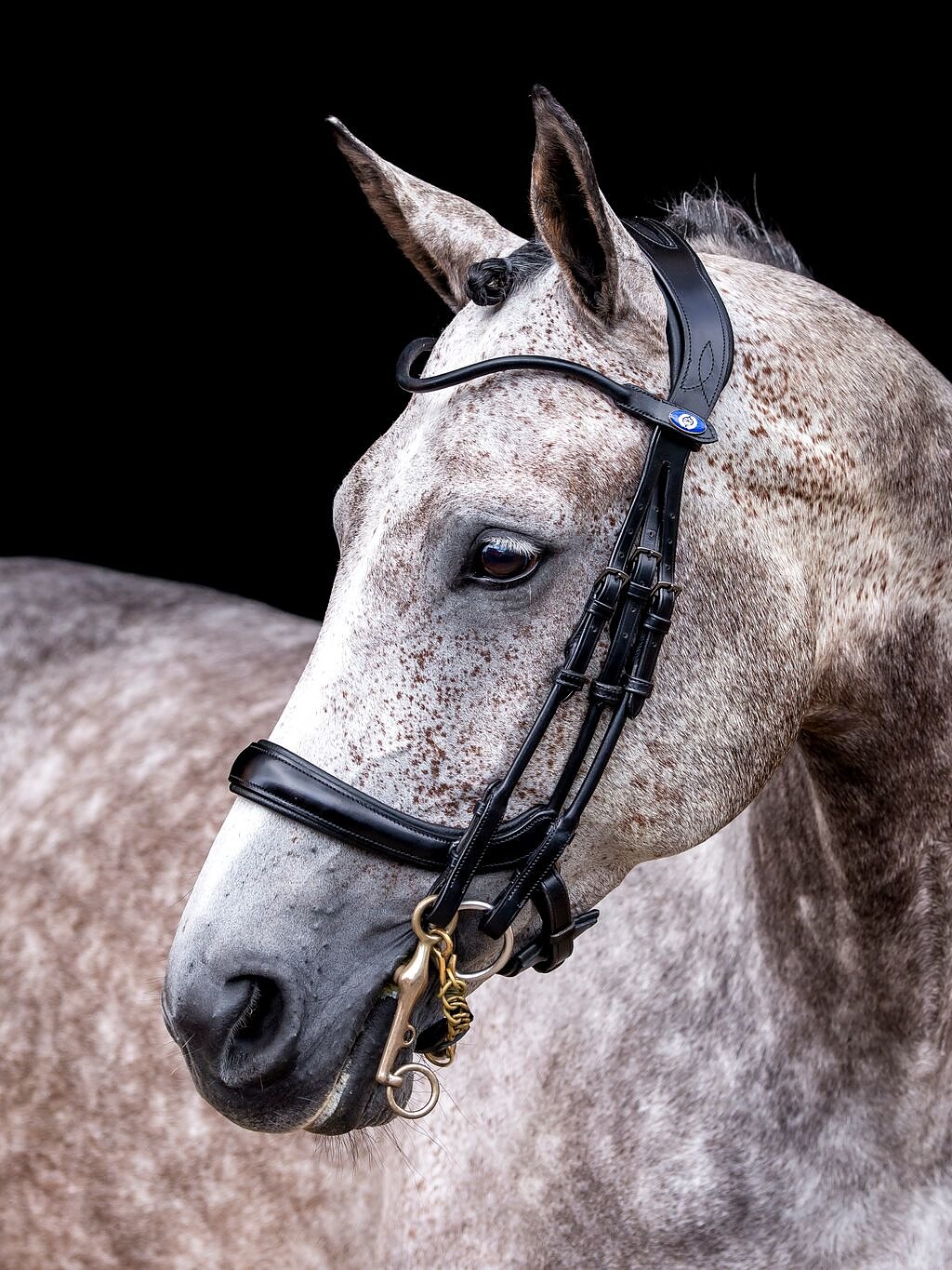 PSOS Double Bridle Paragon