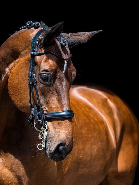 PSOS Double Bridle Paragon