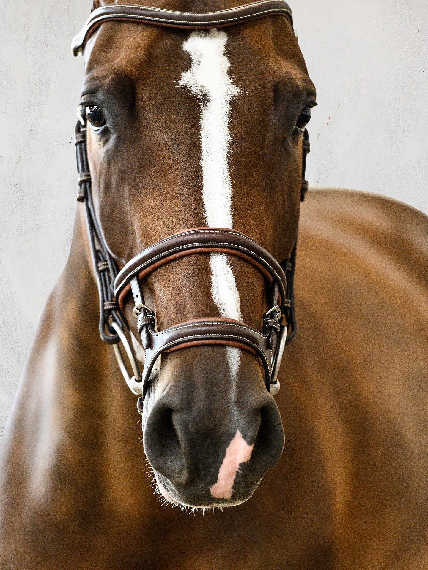 PSOS Bridle Paris