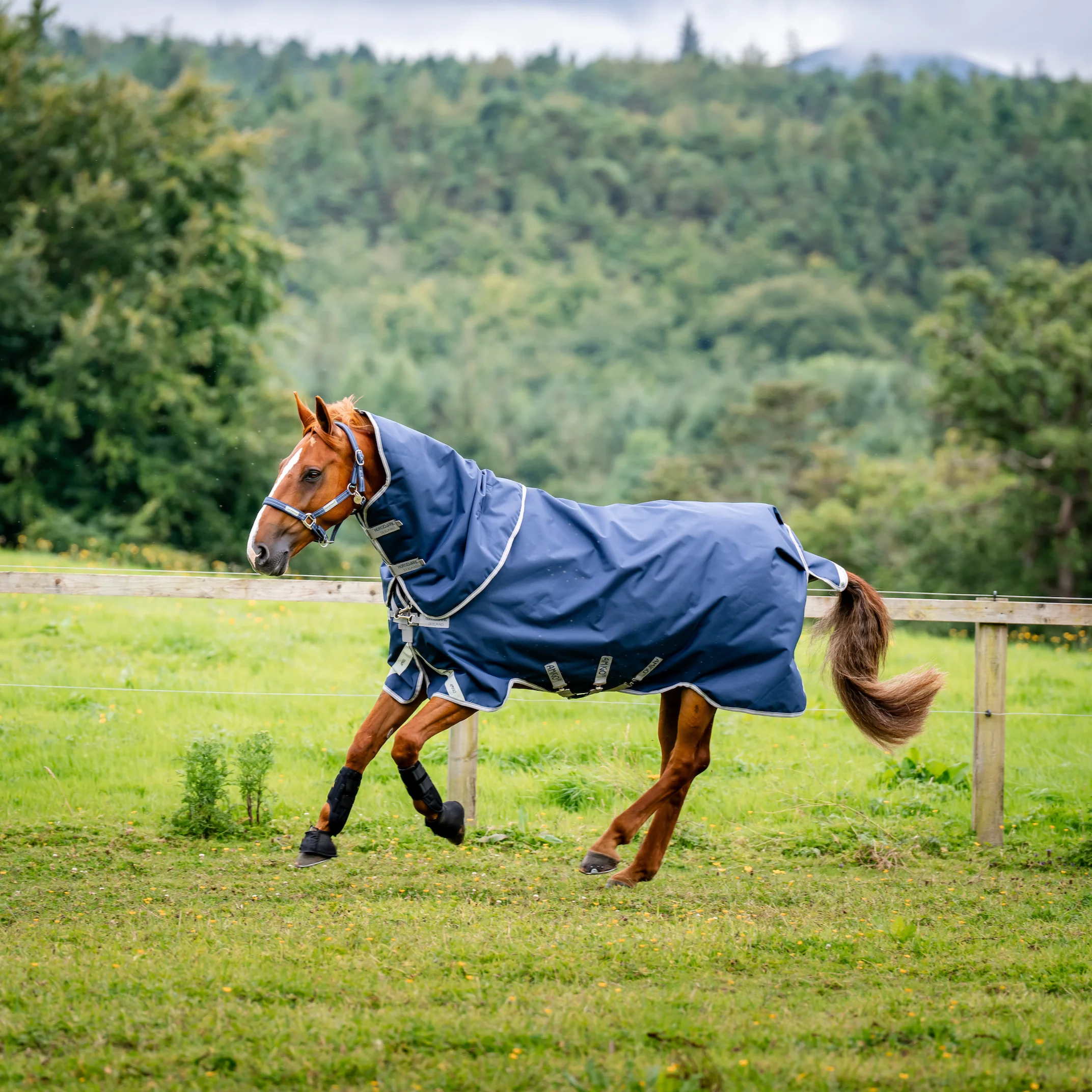 Turnout Horse Rugs Australia | Horseware® & Leader Equine