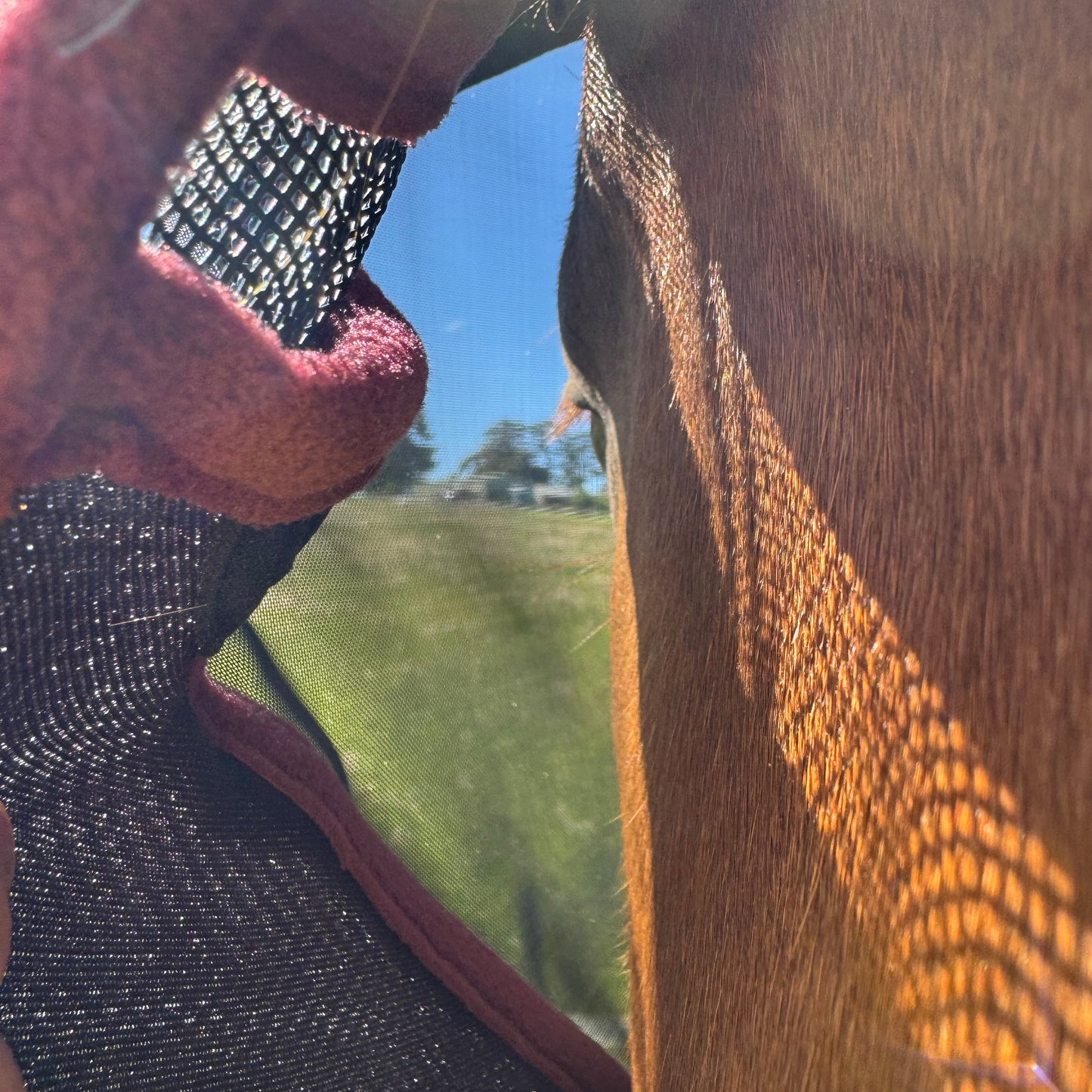 LE Outback Flymask with Nose (no ears)