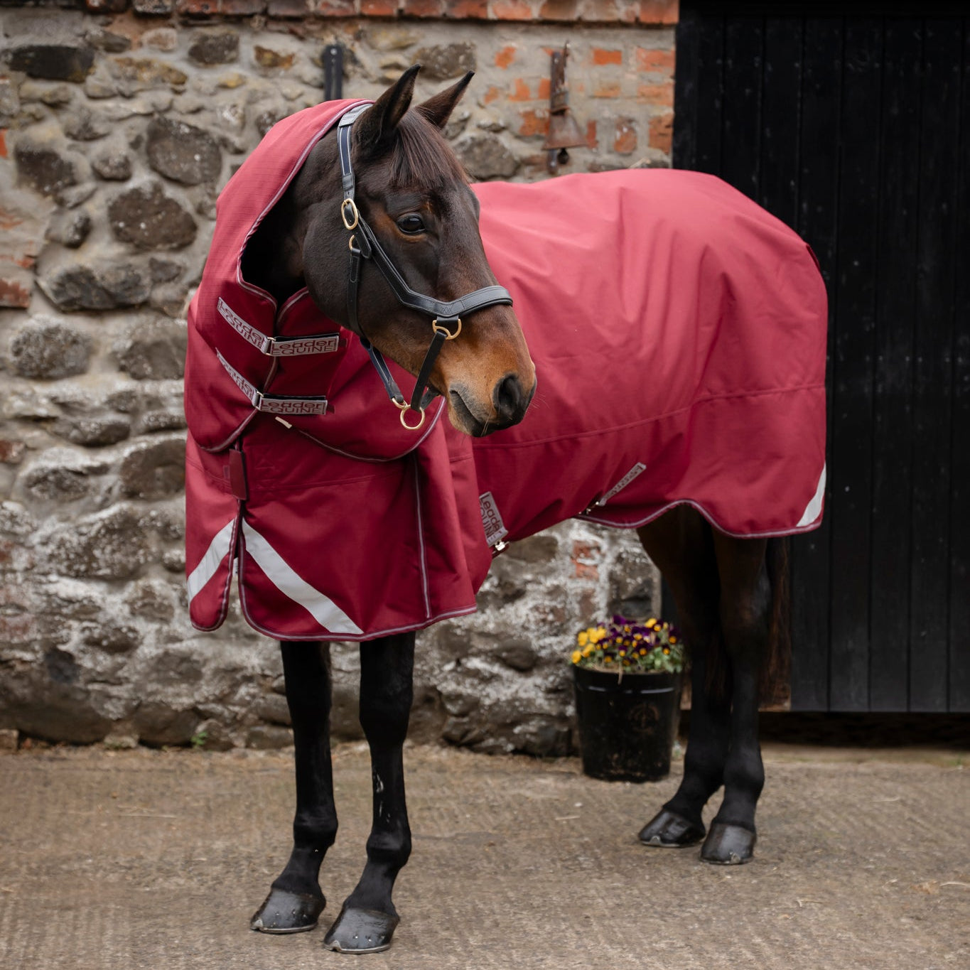 Horse wearing a burgundy rug standing in front of a stone building.