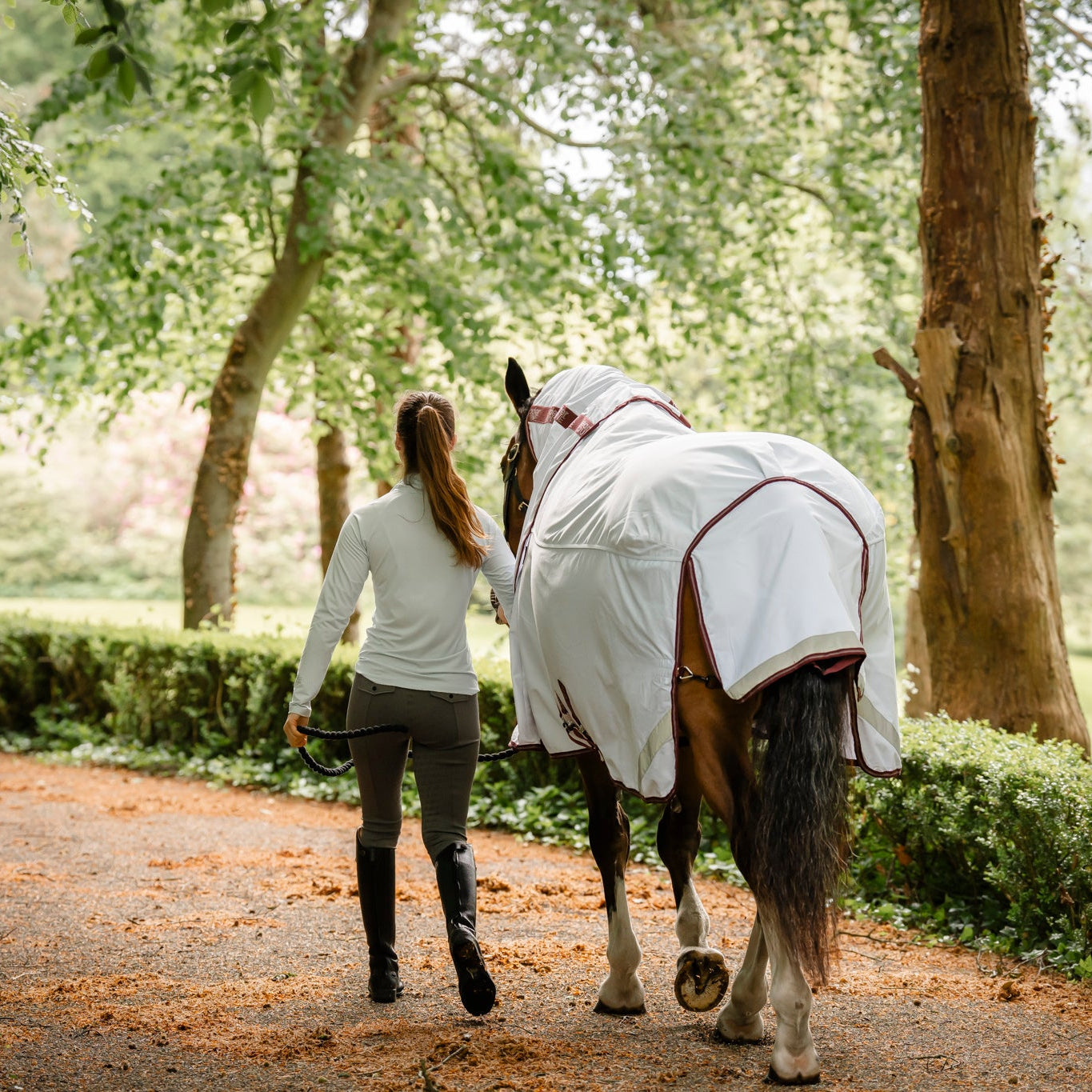 equestrian woman leads horse wearing white blanket by leader equine down wooded laneway