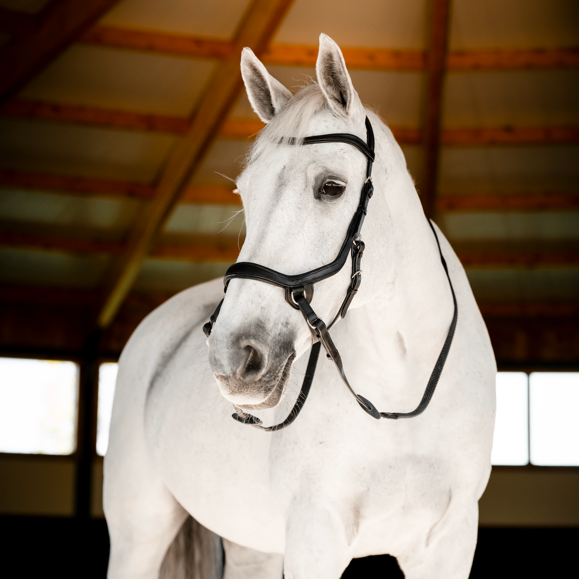 Horseware Micklem Bitless Bridle