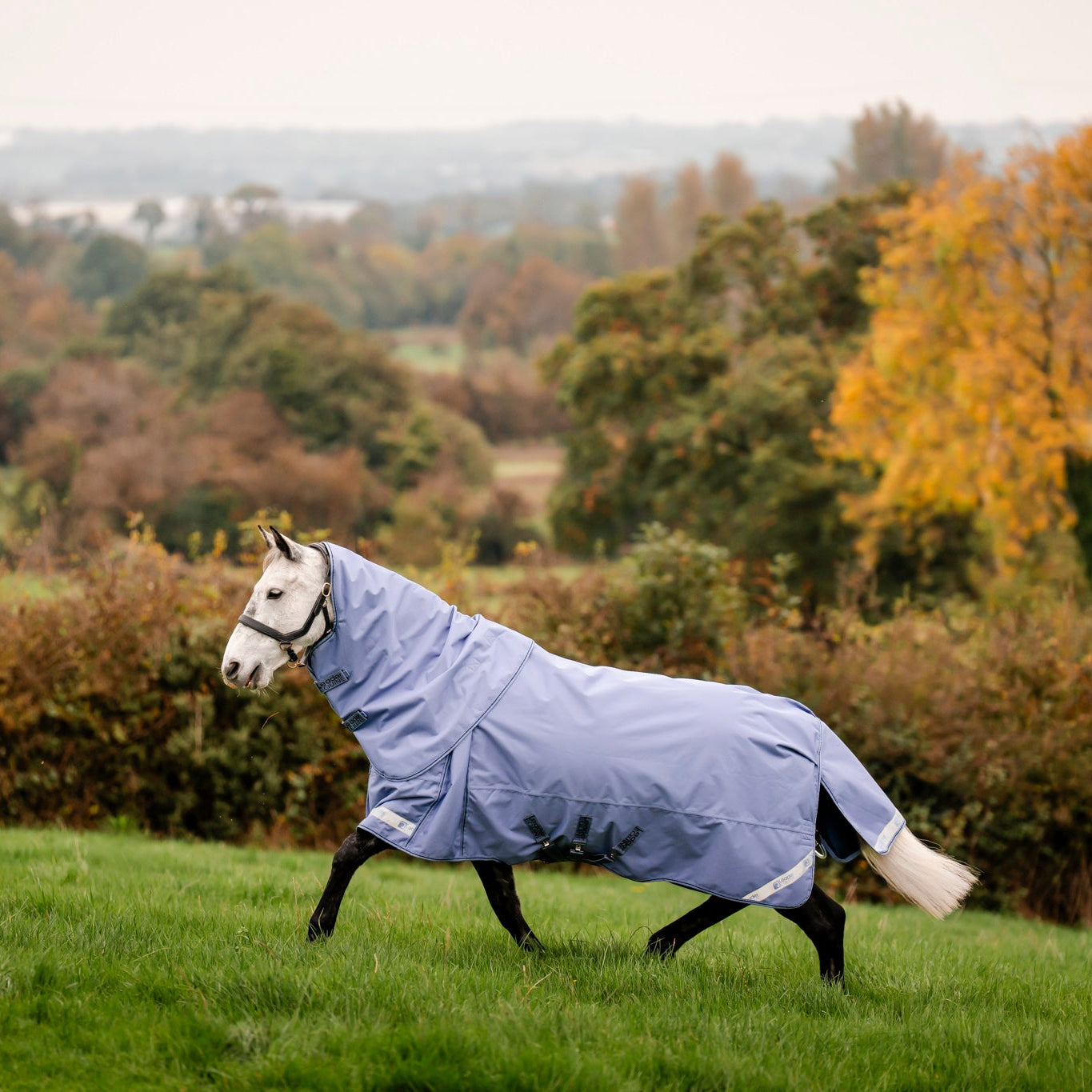 Horse wearing a blue leader equine boxter turnout rug in a grassy field with trees in the background