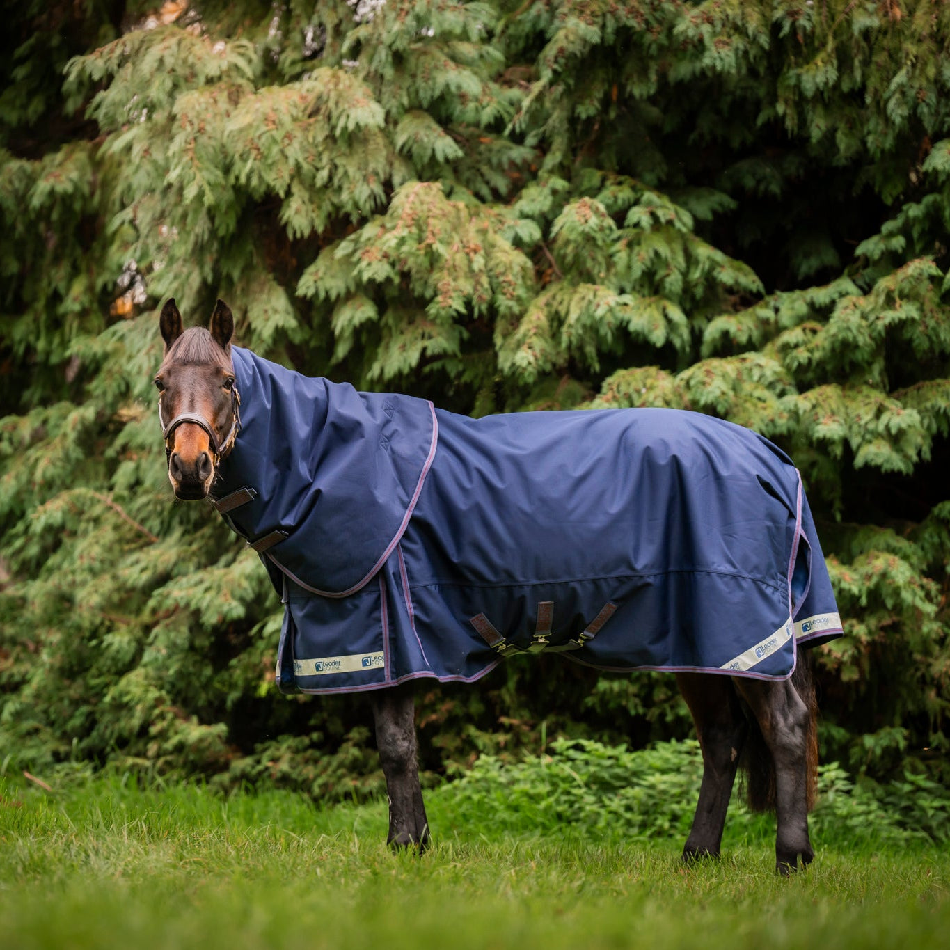 Horse wearing a blue leader equine boxter turnout rug in a grassy area with trees