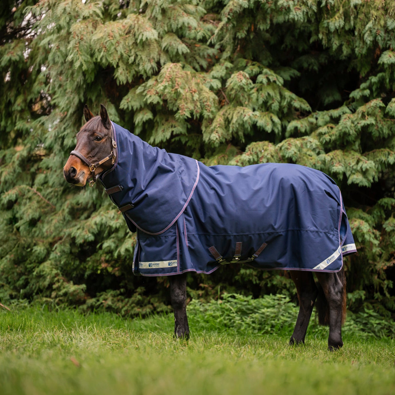 Horse wearing a blue leader equine boxter turnout rug standing in a grassy area with trees in the background