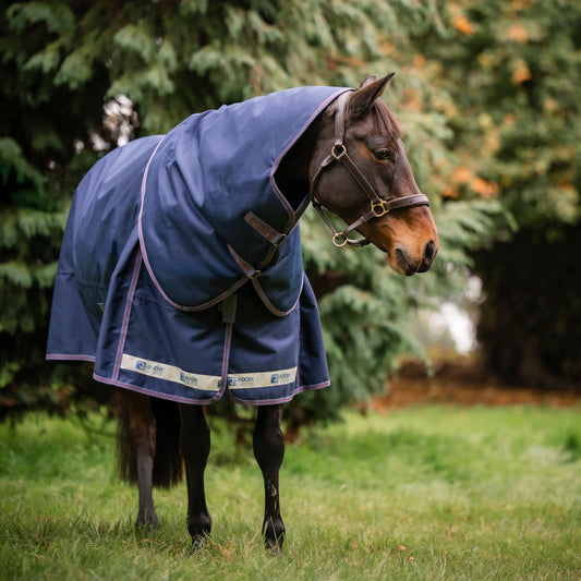 Horse wearing a blue leader equine boxter turnout rug standing in a grassy area with trees in the background