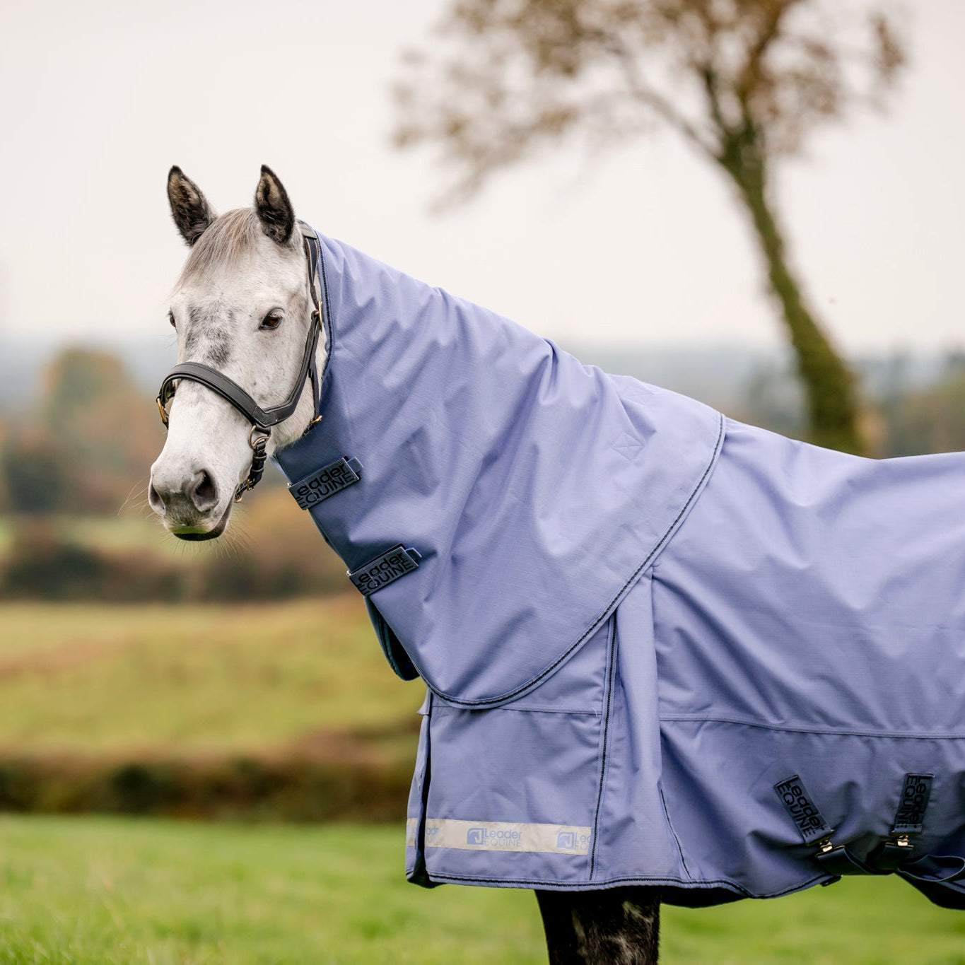 Horse wearing a light blue leader equine boxter turnout rug in a field with trees in the background