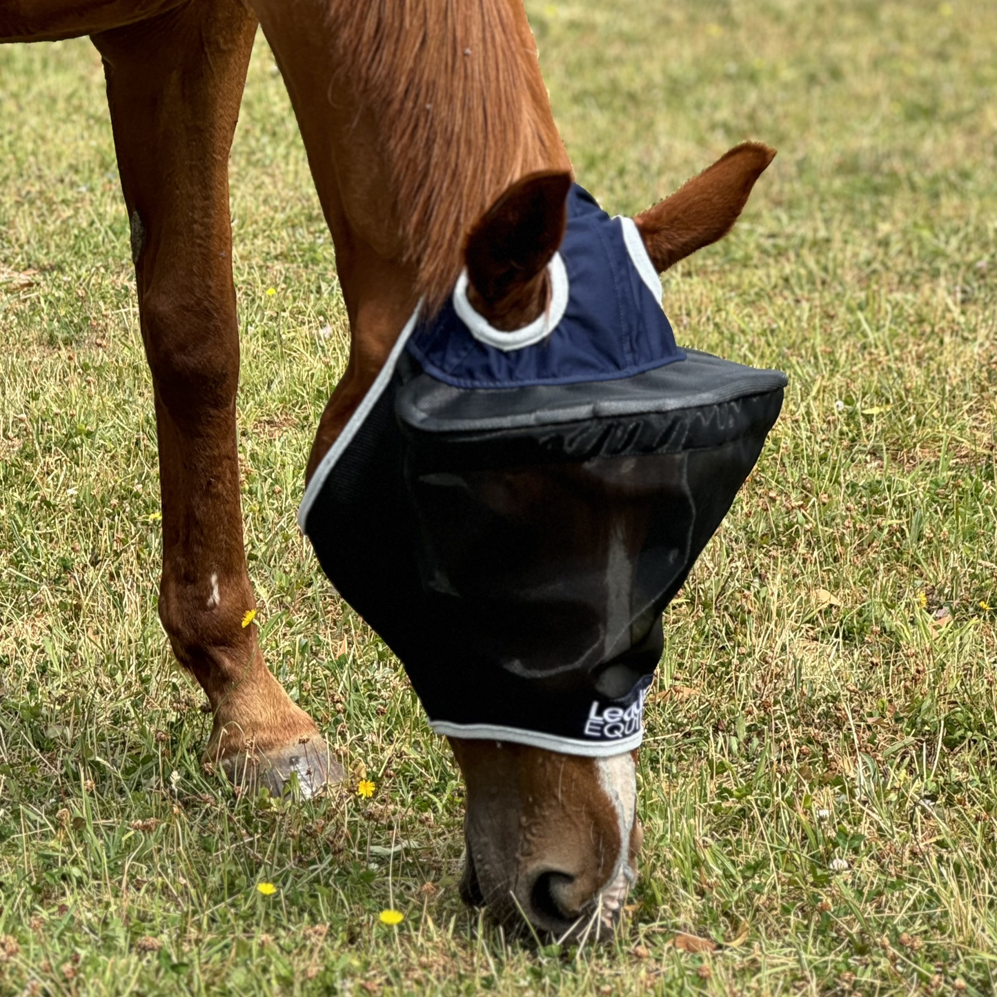 A brown horse wearing a black Leader Equine fly mask with fine mesh and a fleece edge.