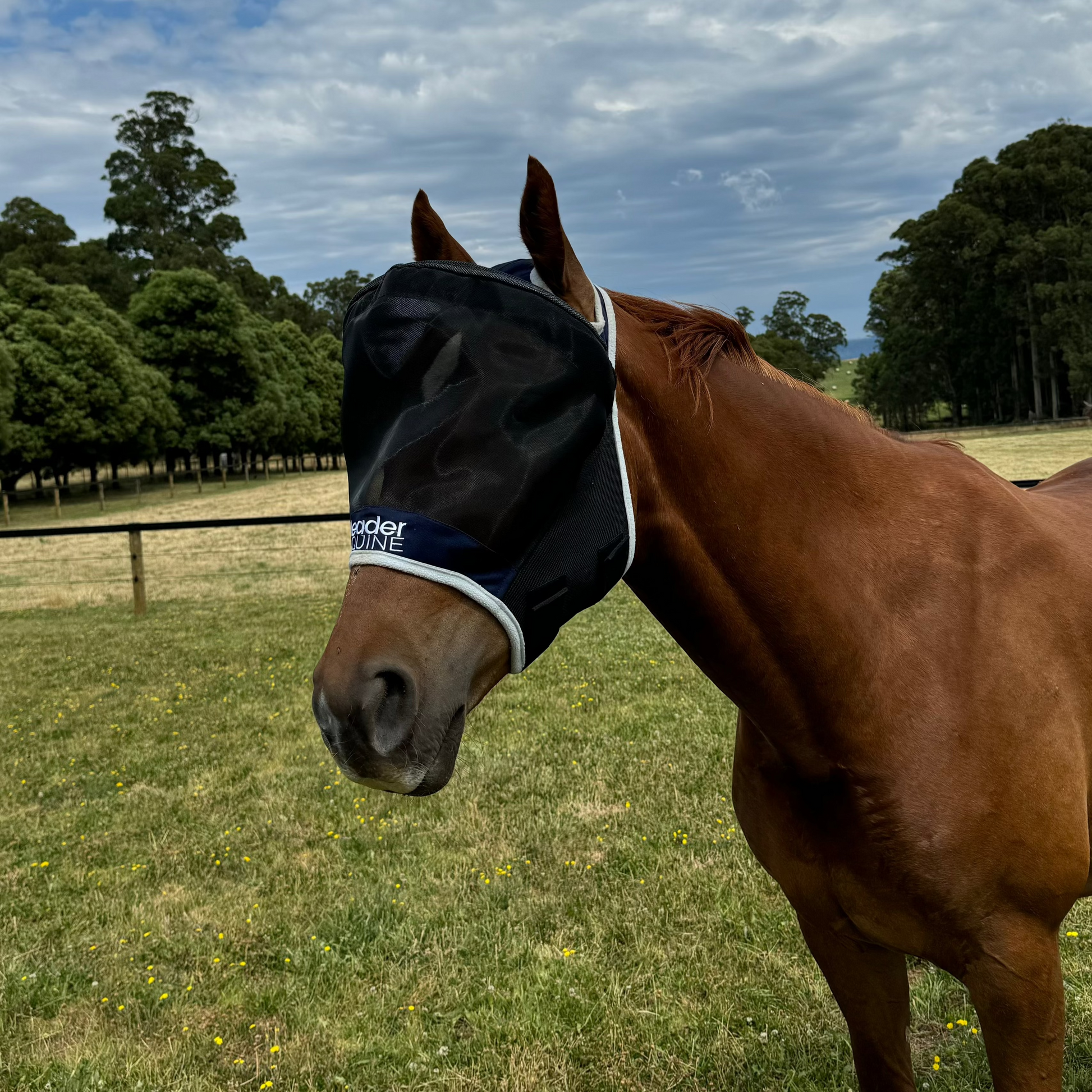 A brown horse wearing a black Leader Equine fly mask with fine mesh and a fleece edge.