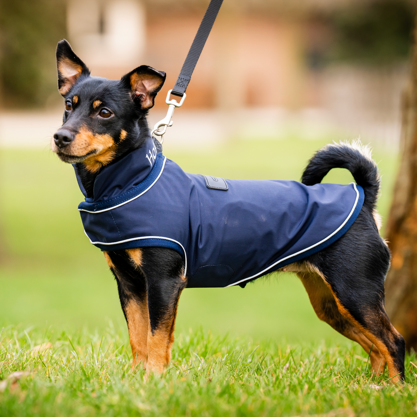 Horseware Signature Dog Rain Coat