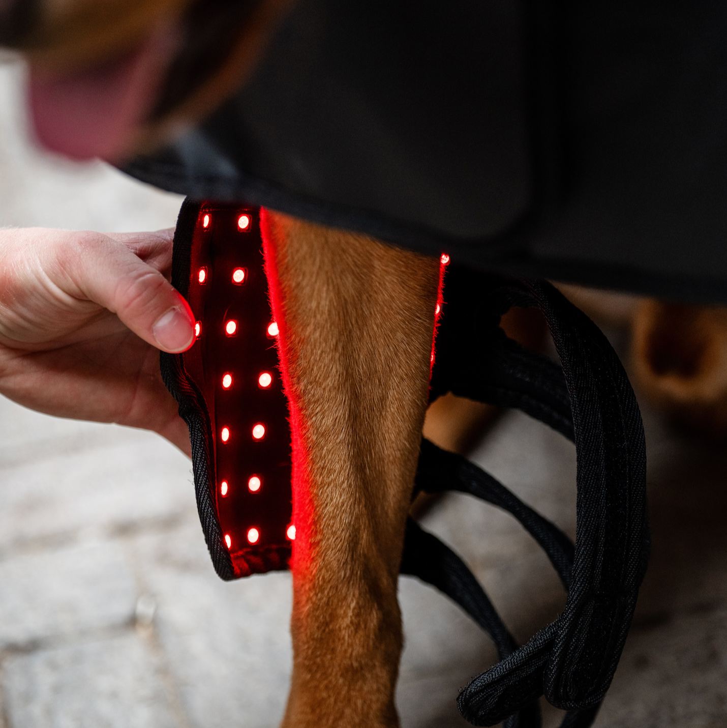Horseware LED Red Light Therapy Pet Leg Wrap